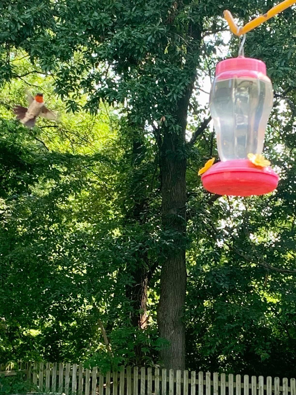 Hummingbird Bird Feeders photo review