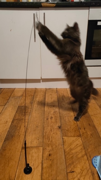 Interactive Cat Toy with Feather Bird photo review