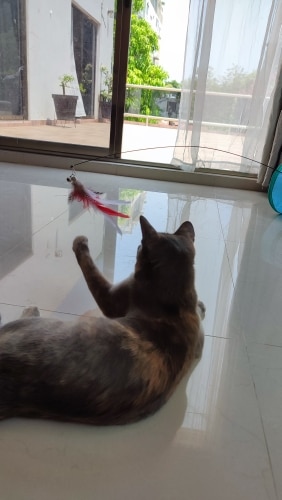 Interactive Feather Bird Toy For Cats photo review