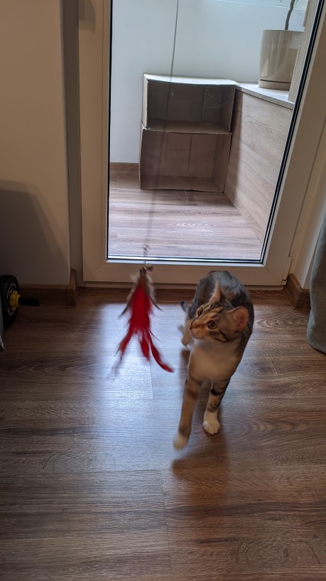 Interactive Feather Bird Toy For Cats photo review