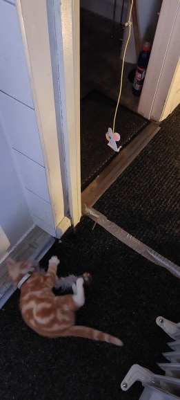 Interactive Cat Toy with Hanging Simulation Cat photo review