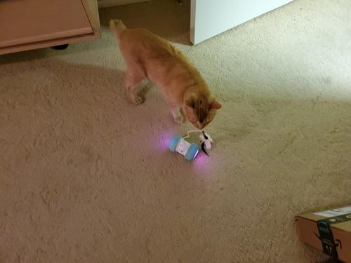 Convenient Rechargeable Pet Smart Toy photo review