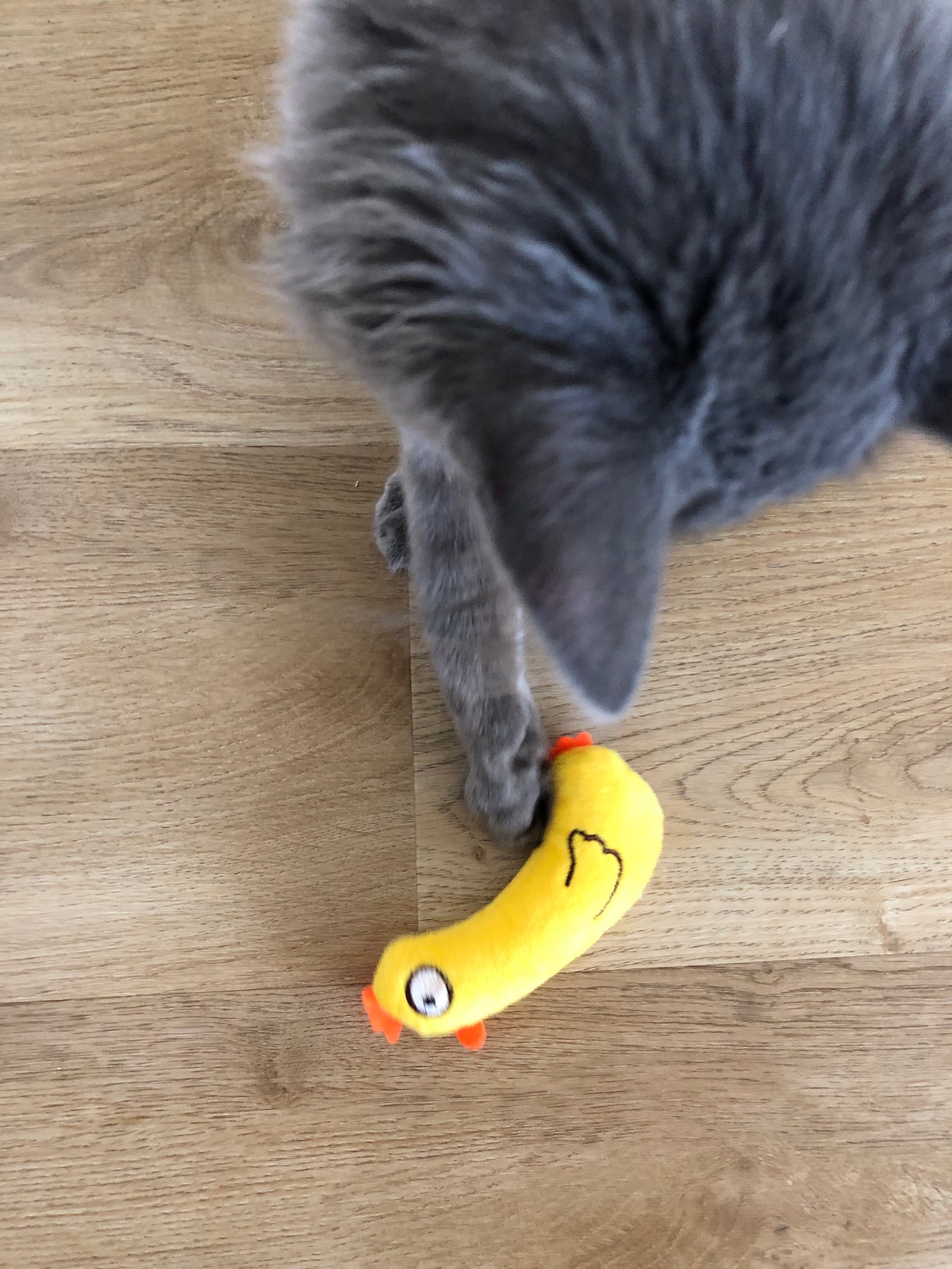 Interactive Catnip Teething Toy for Kittens photo review