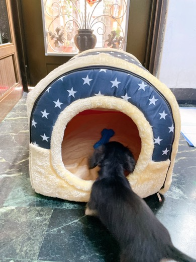 Luxury Dog House Cozy Dog Bed Pet House photo review