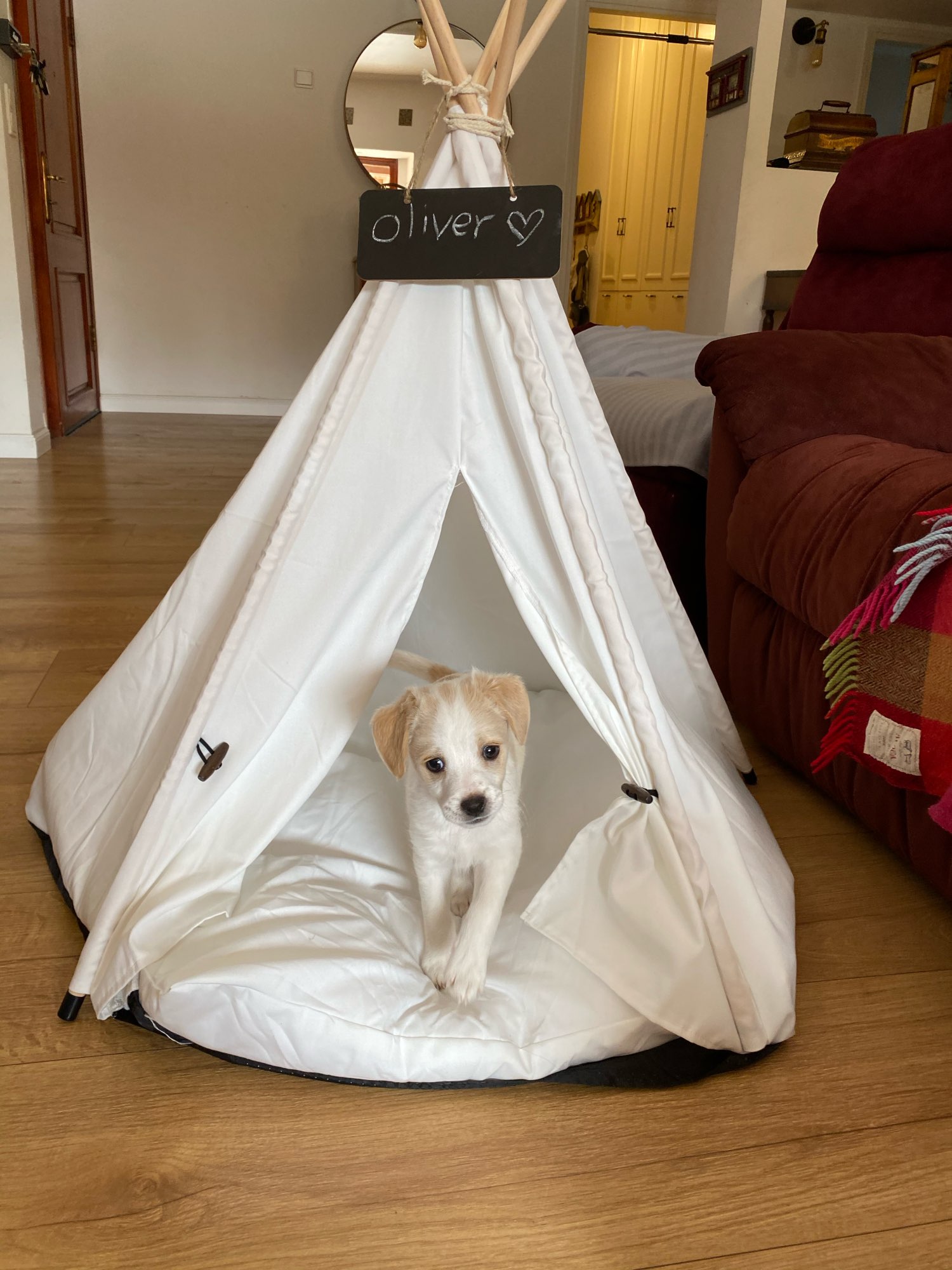 Modern Pet Tent Bed photo review