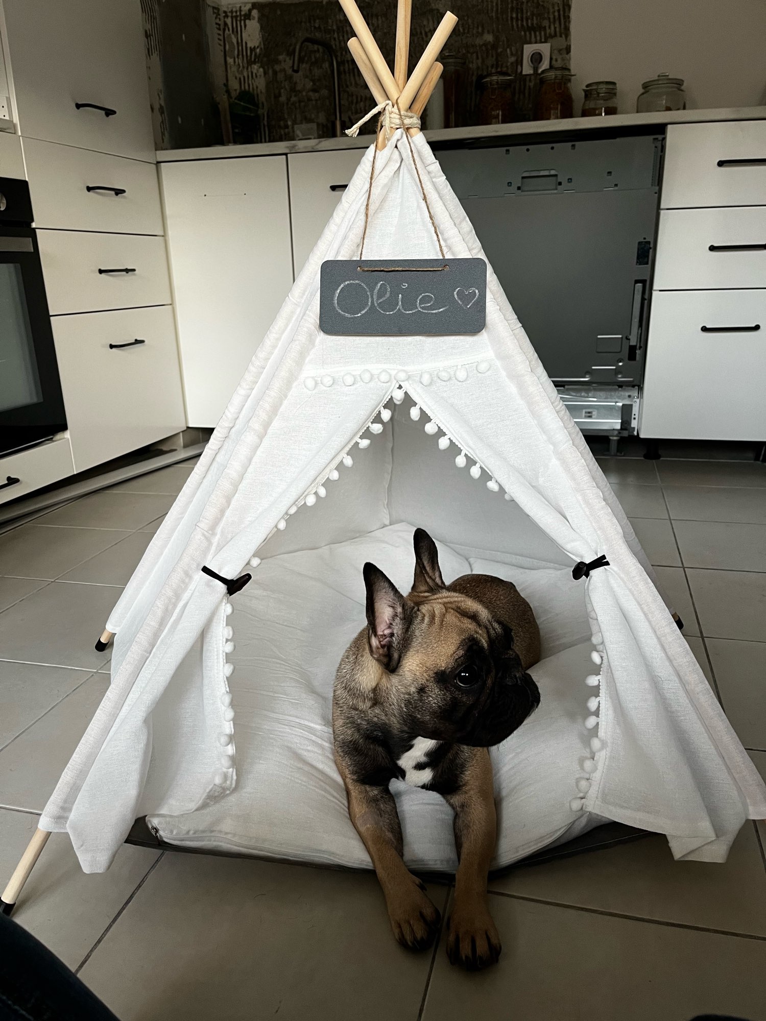 Modern Pet Tent Bed photo review