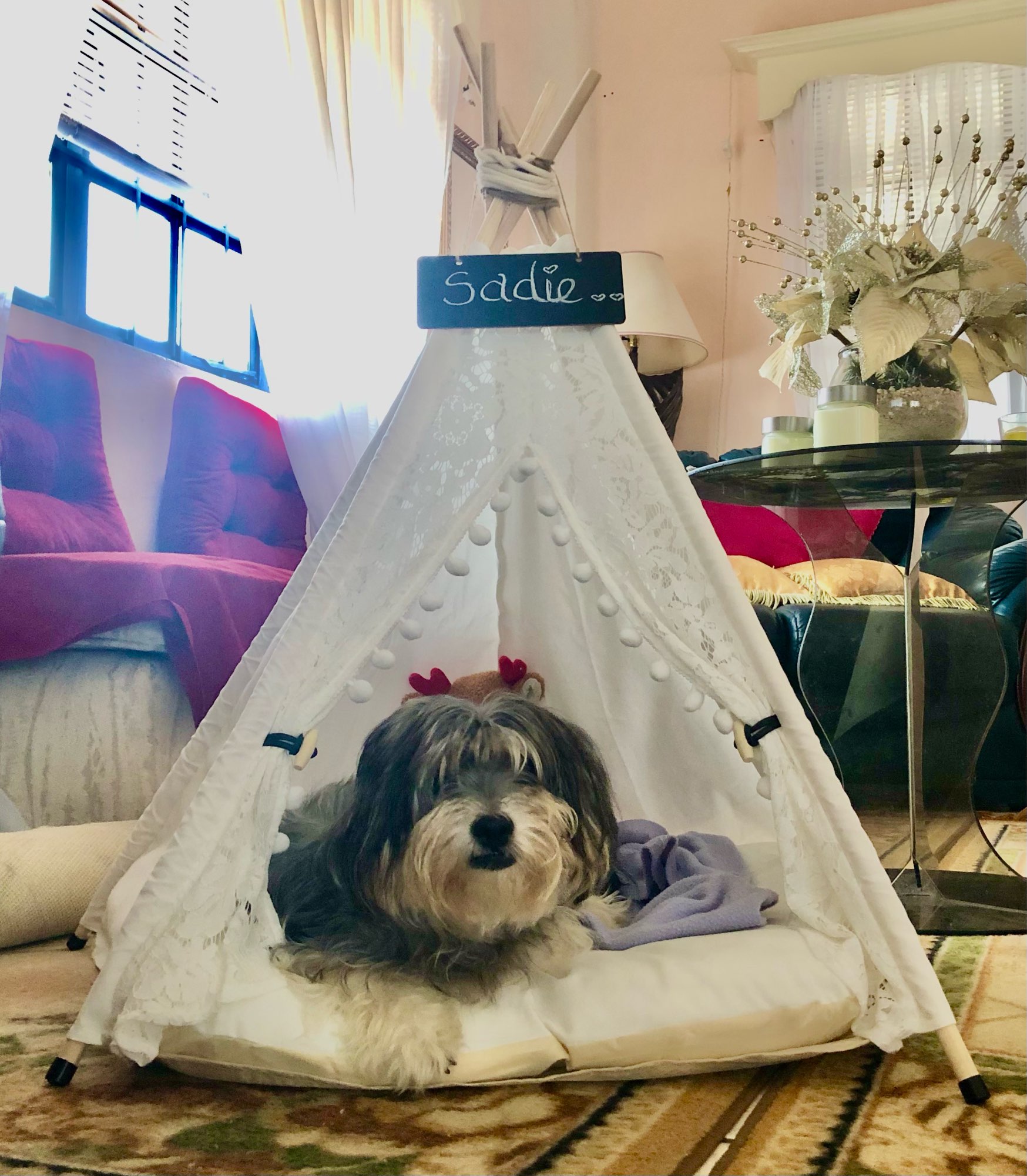 Modern Pet Tent Bed photo review