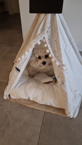 Modern Pet Tent Bed photo review