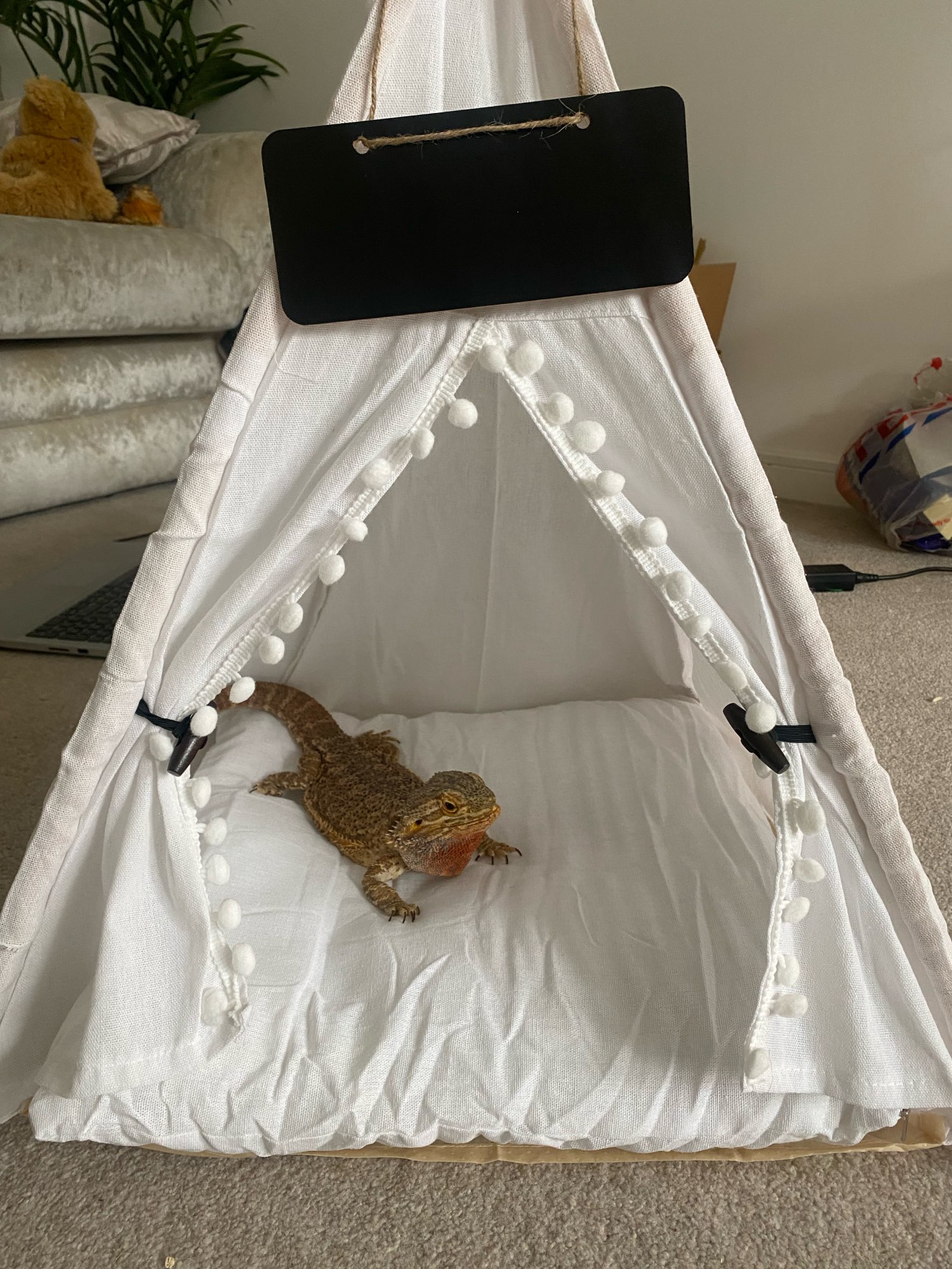 Modern Pet Tent Bed photo review