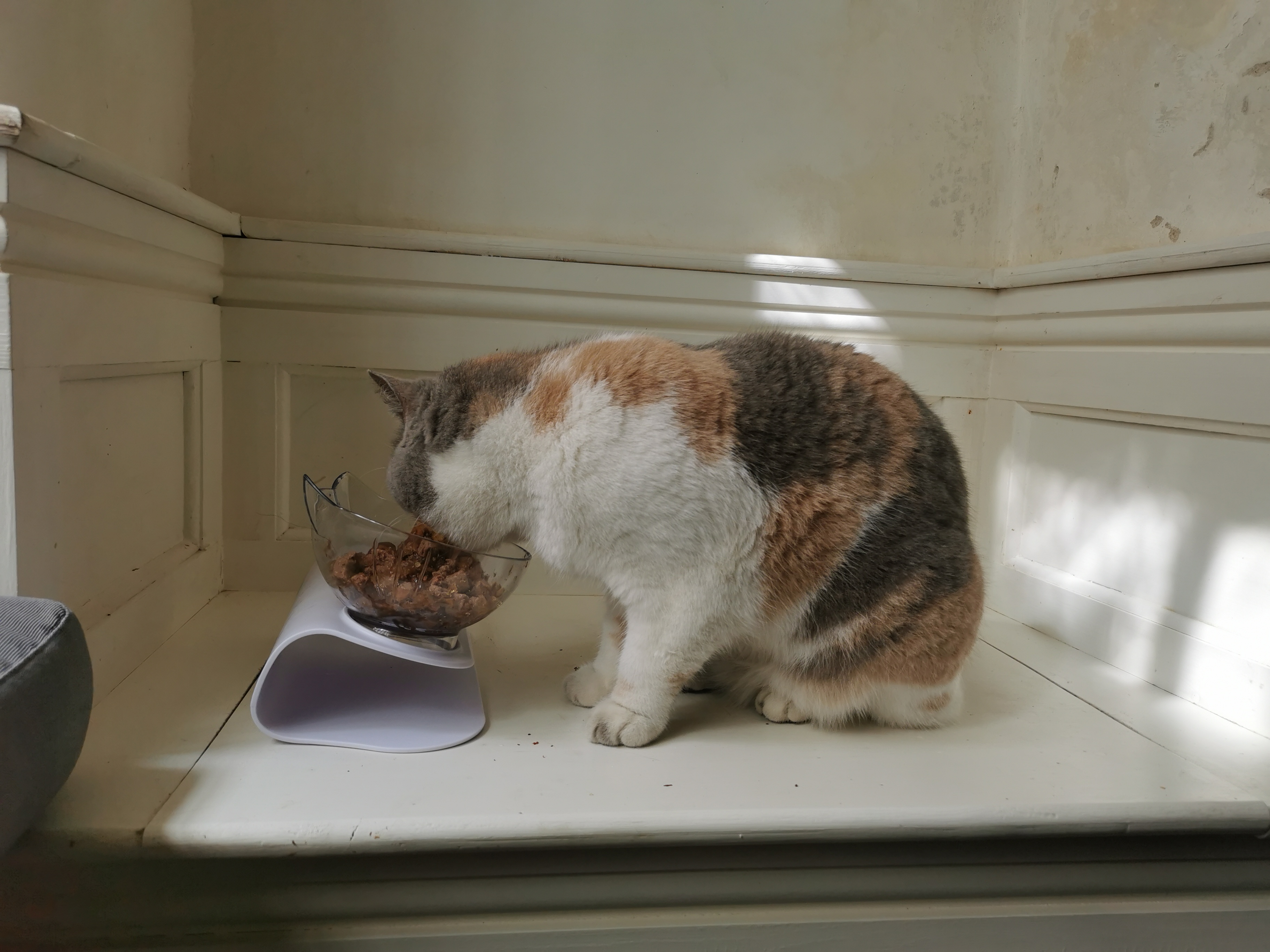 Orthopaedic Anti-Vomiting Cat Feeder photo review
