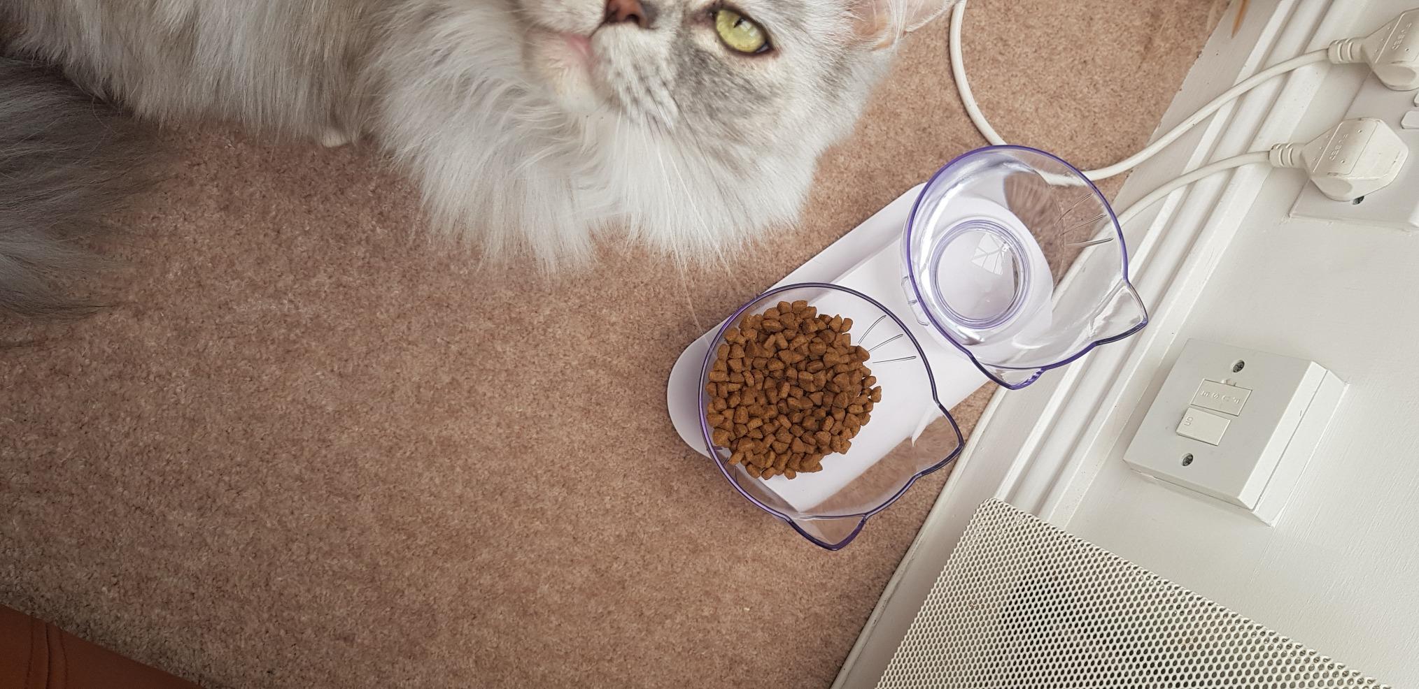 Orthopaedic Anti-Vomiting Cat Feeder photo review
