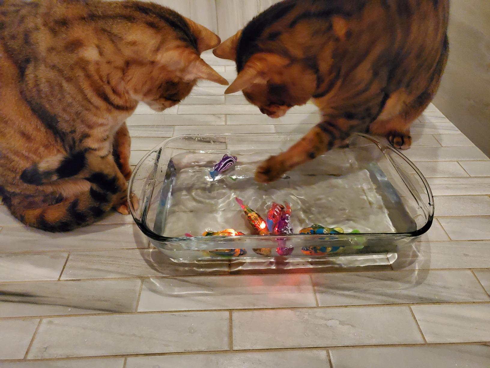 Interactive LED Robot Fish Toy for Cats to Stimulate Hunting Instincts photo review