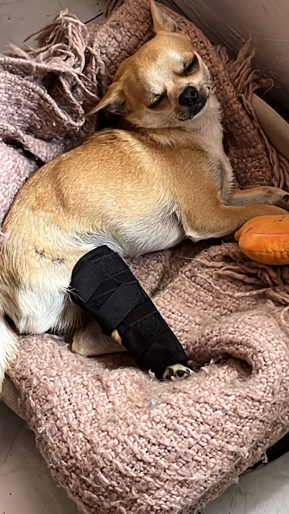 Pet Knee Pad Brace for Dog Leg Injury Recovery photo review