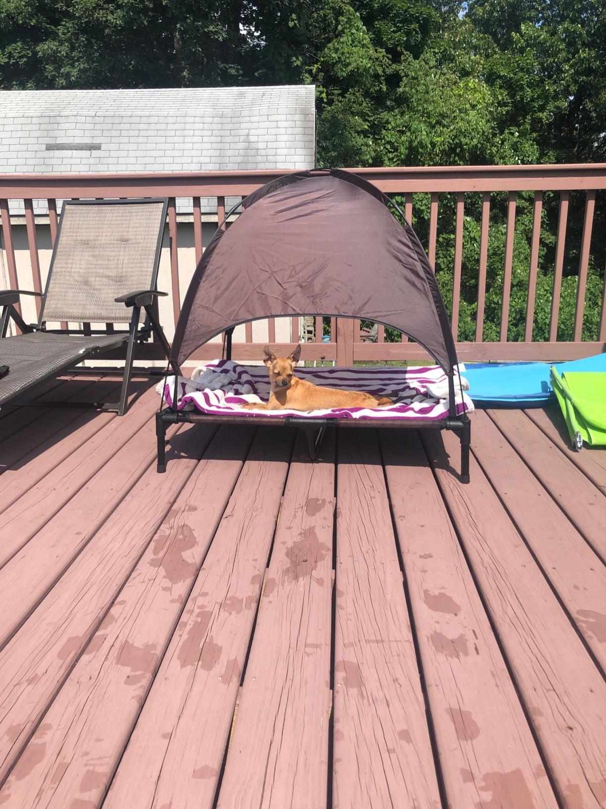 Pet Outdoor Supplies Covered Loft Bed Camp Bed Sunshade Tent photo review