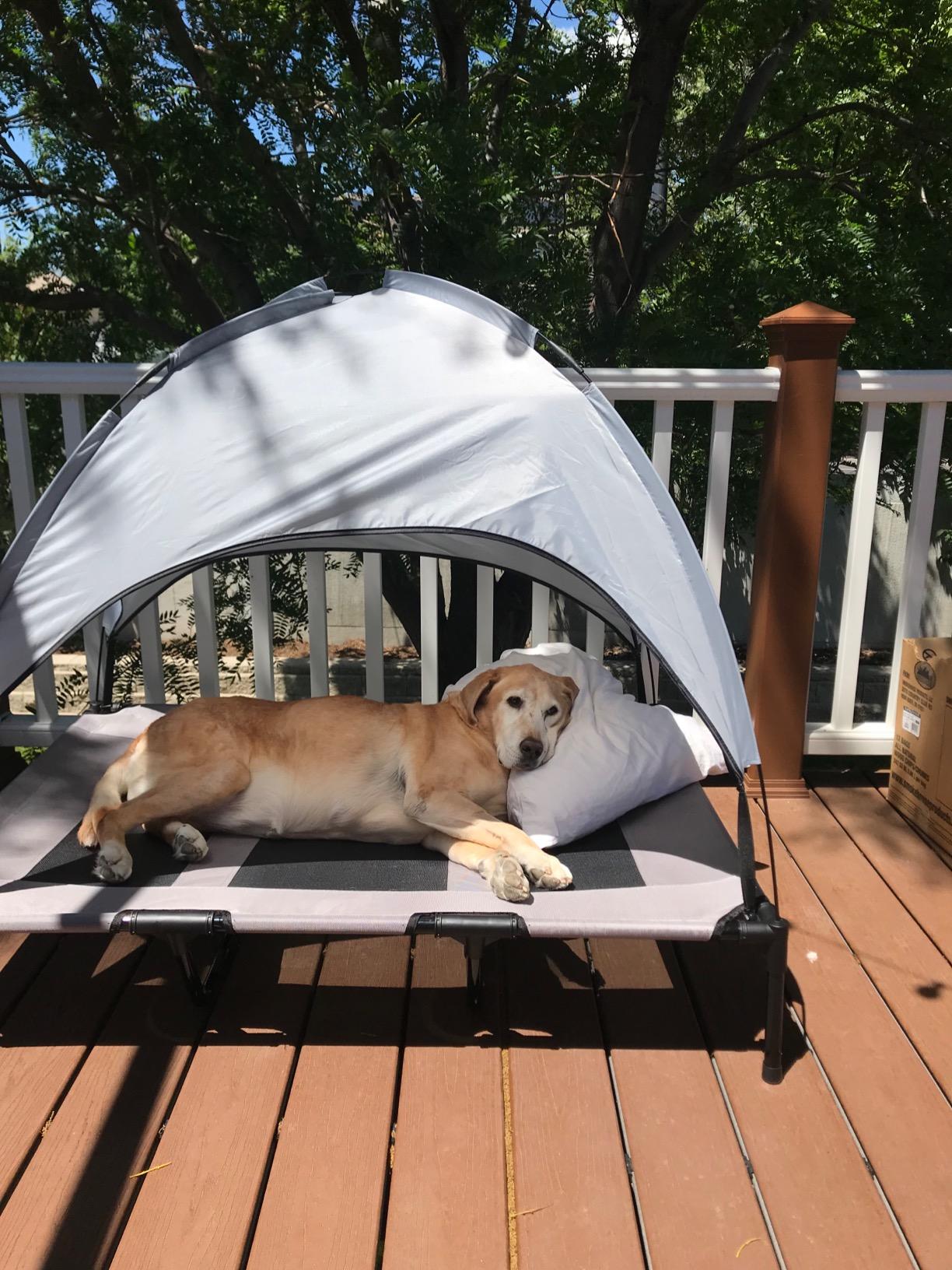 Pet Outdoor Supplies Covered Loft Bed Camp Bed Sunshade Tent photo review