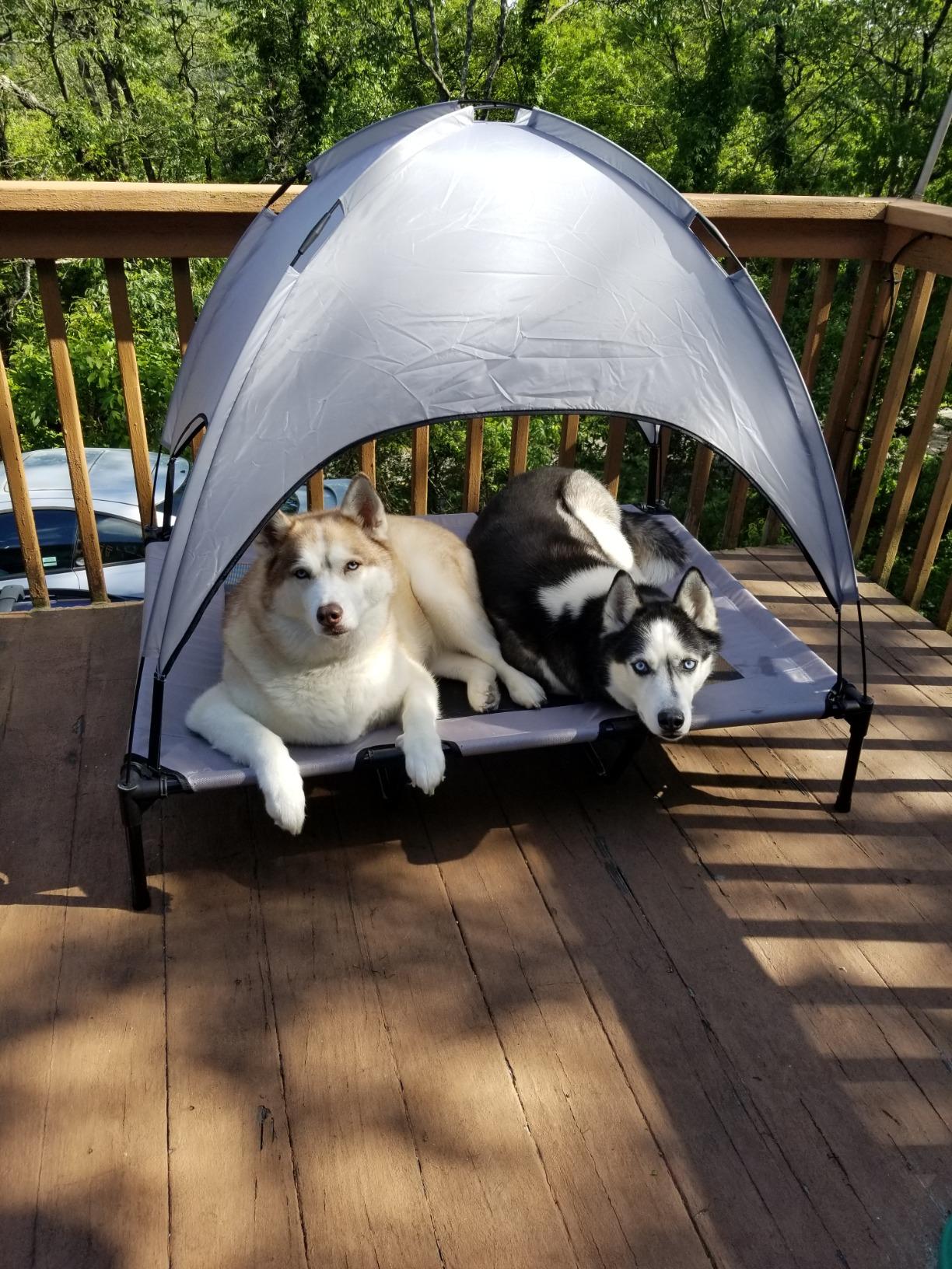 Pet Outdoor Supplies Covered Loft Bed Camp Bed Sunshade Tent photo review