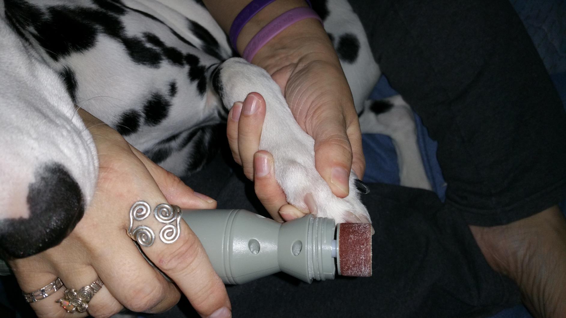 Premium Painless Nail Clipper For Pets - All Size Dogs & Cats photo review