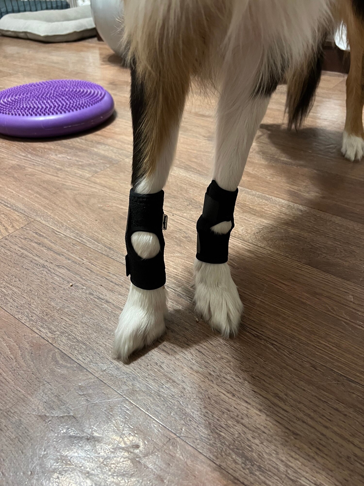 Comfortable Pet Ankle and Knee Support Splints photo review