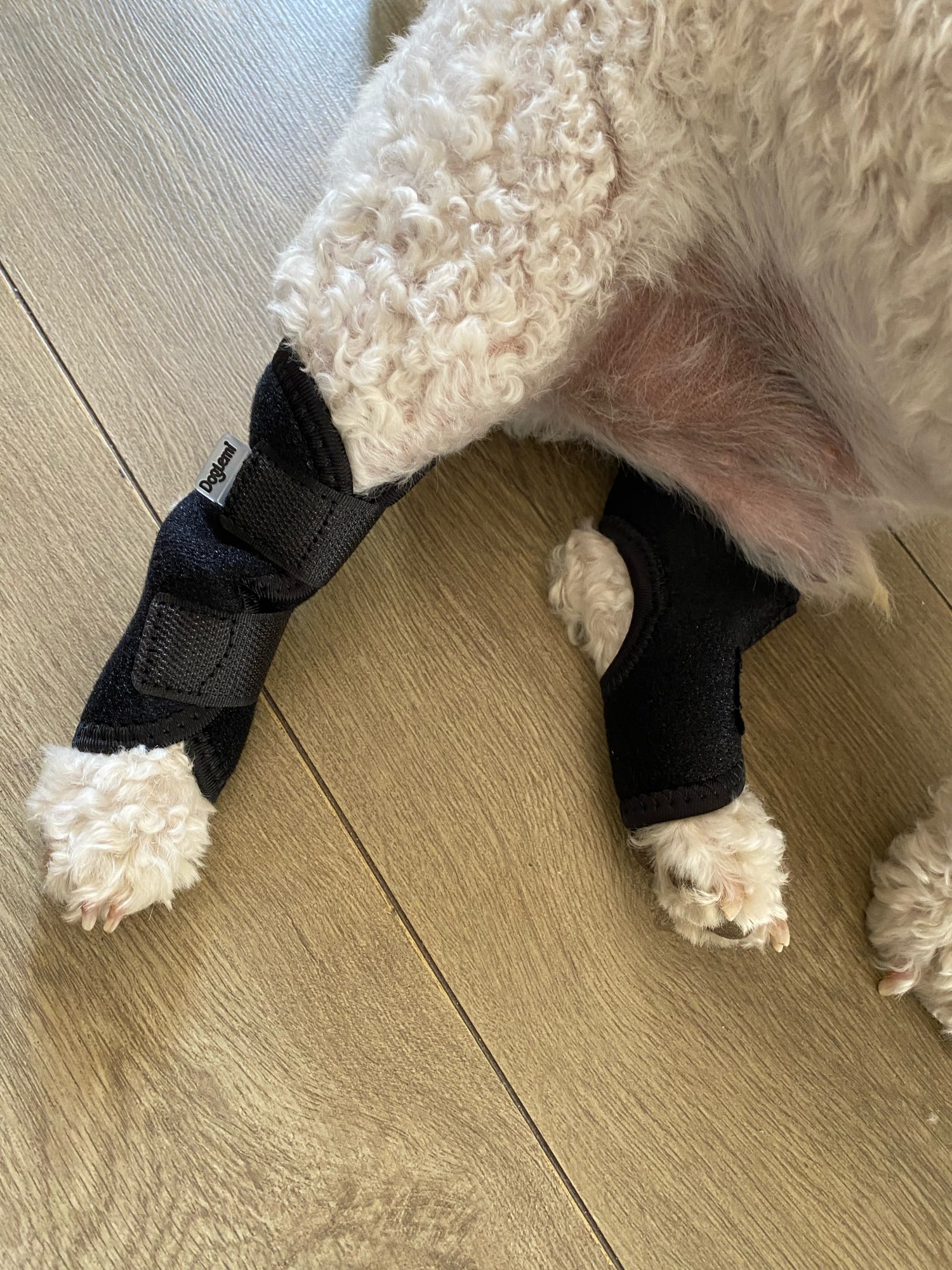 Comfortable Pet Ankle and Knee Support Splints photo review