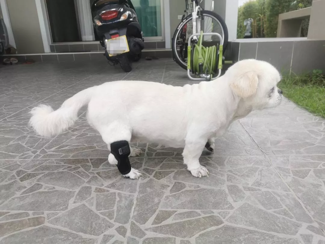 Comfortable Pet Ankle and Knee Support Splints photo review