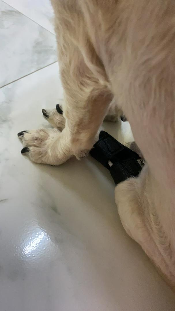 Comfortable Pet Ankle and Knee Support Splints photo review