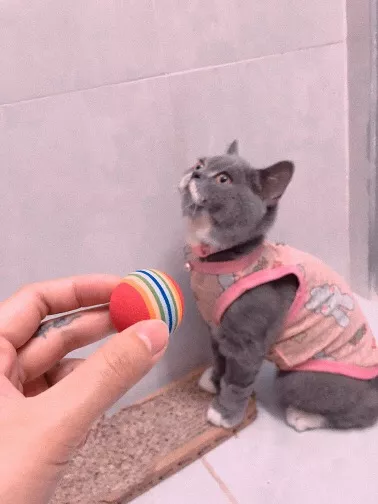 Convenient Rainbow Rainbow Ball Toy For Cats photo review