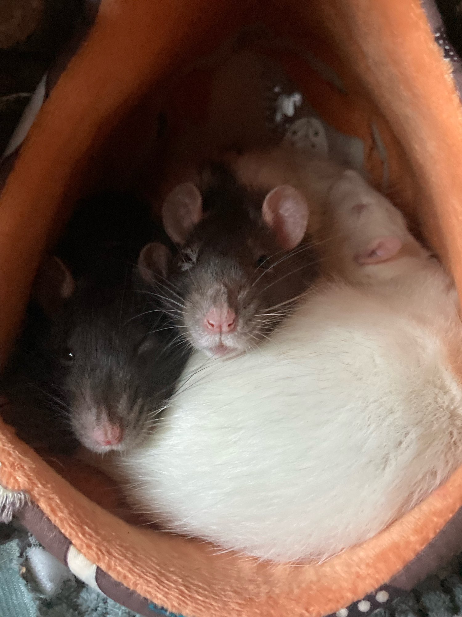 Rodent Hammock for Guinea Pigs and Hamsters photo review