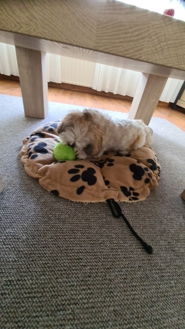 Self Rolling Activity Ball For Dogs photo review