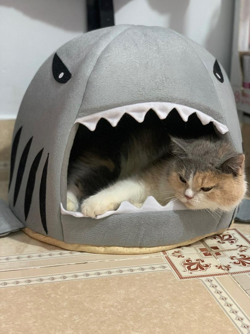 Shark Shaped Pet Sofa Bed photo review