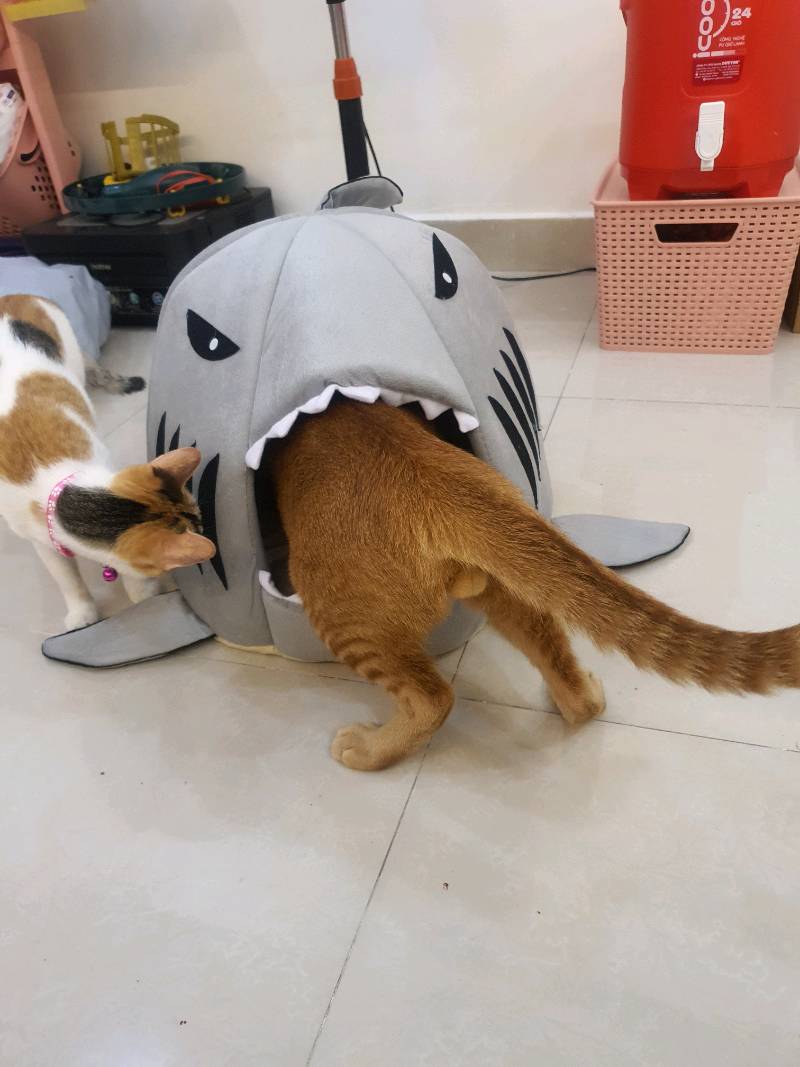 Shark Shaped Pet Sofa Bed photo review