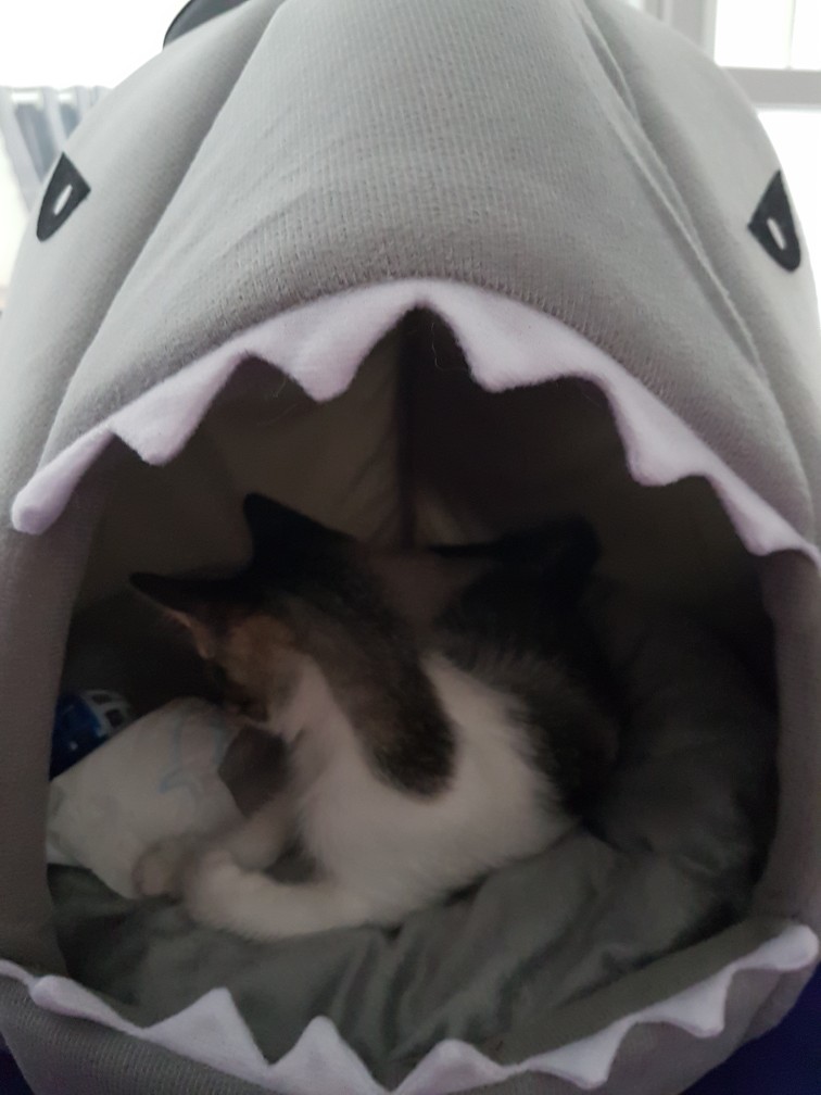 Shark Shaped Pet Sofa Bed photo review