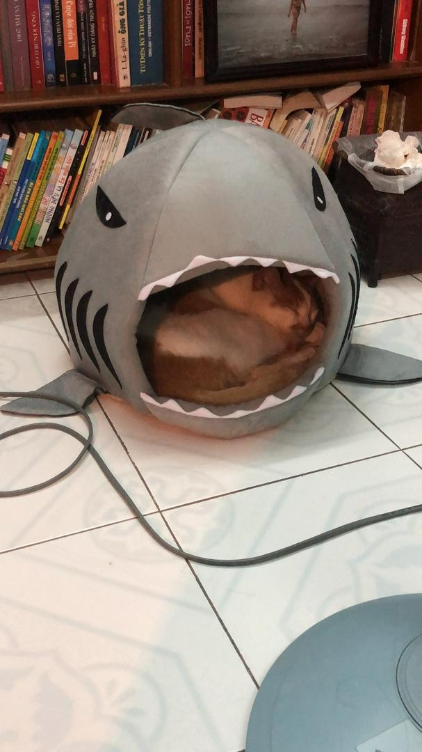 Shark Shaped Pet Sofa Bed photo review