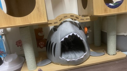 Shark Shaped Pet Sofa Bed photo review