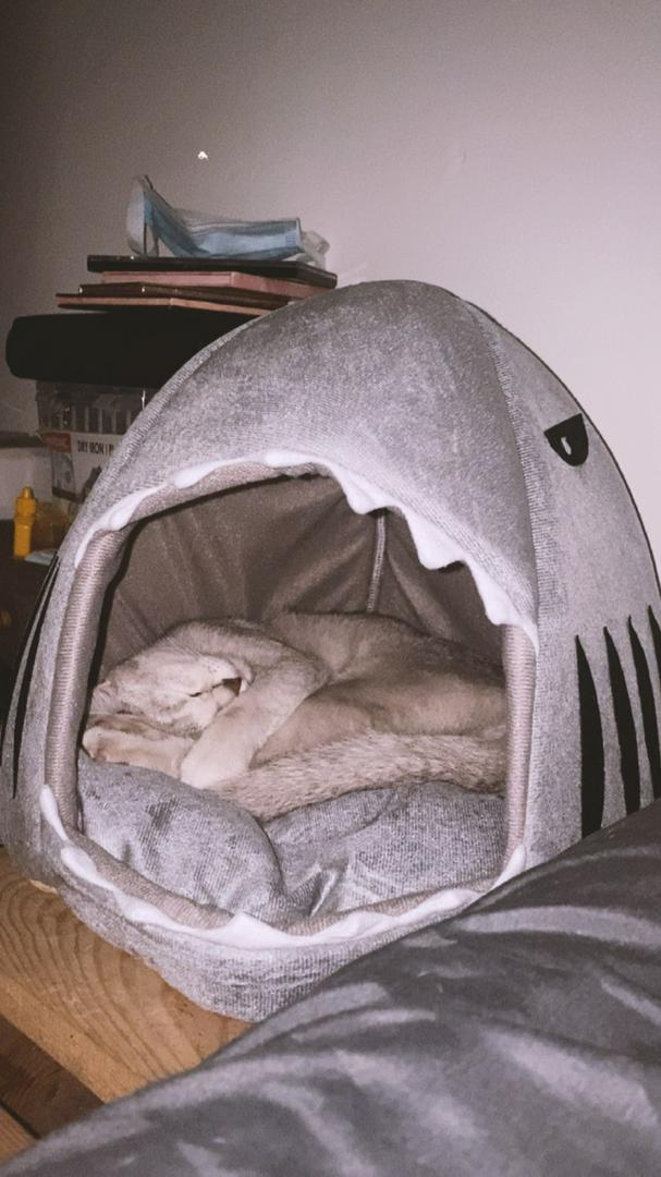 Shark Shaped Pet Sofa Bed photo review