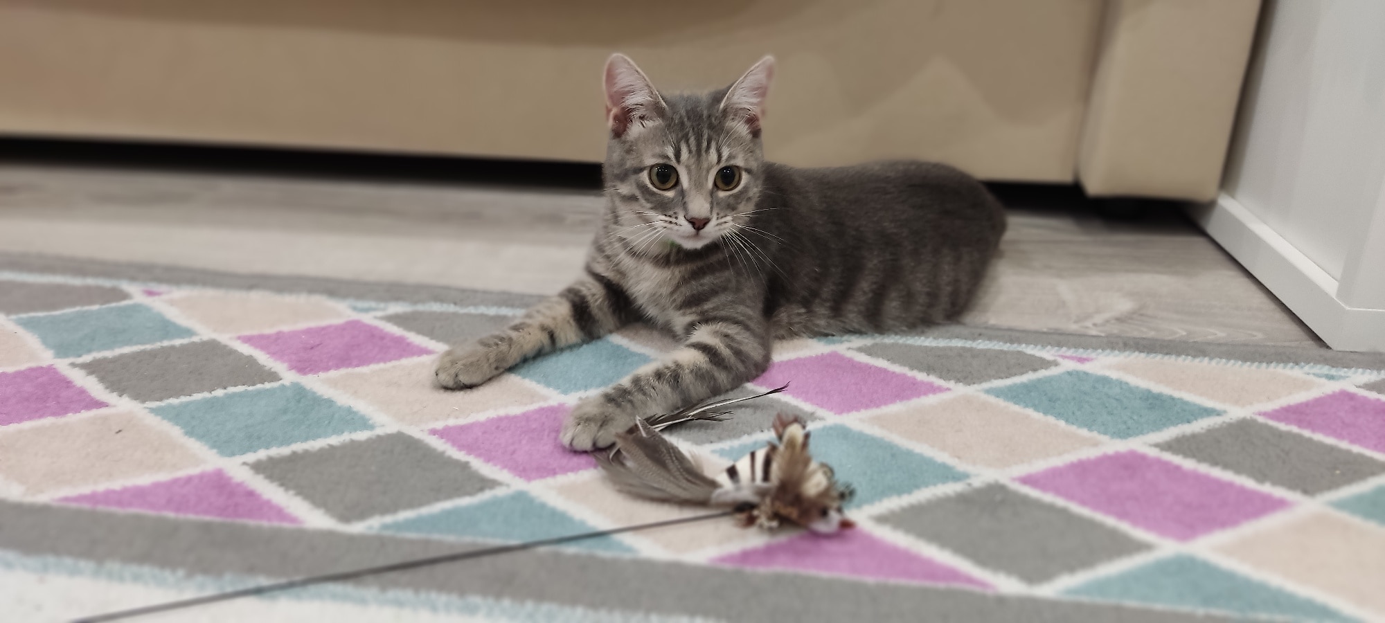 Interactive Cat Toy with Feather Bird and Bell photo review