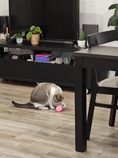 Interactive Cat Toy With Light And Sound photo review