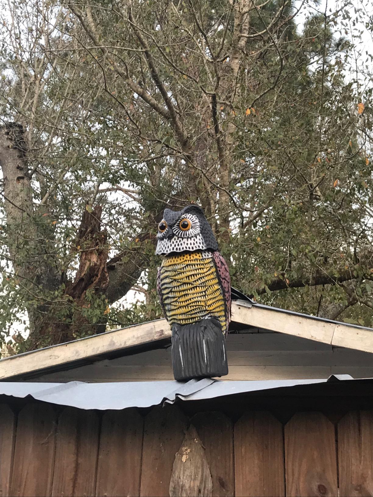 Solar Powered Owl Statue Repeller Birds for Garden Yard photo review