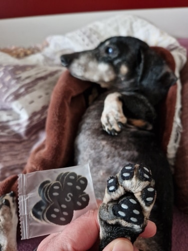 Pet invisible foot patch non-slip dog insole summer photo review