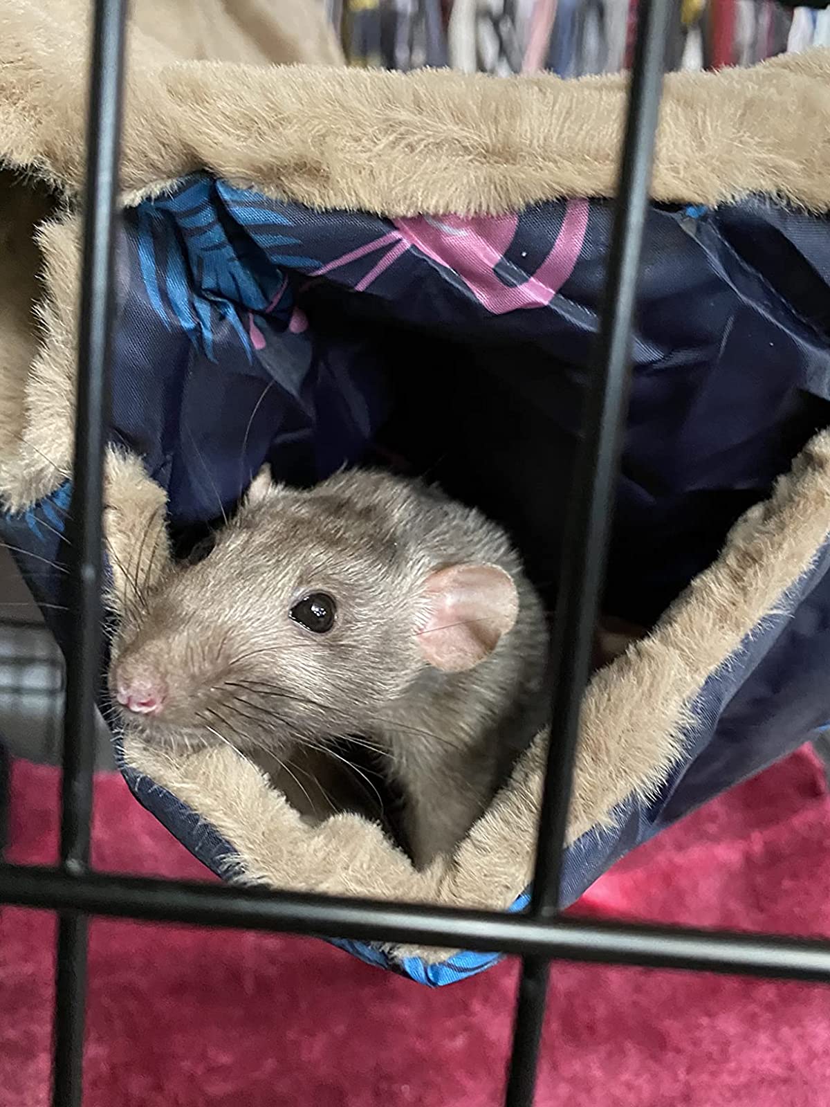 Warm Winter Hamster Hammock for Small Animals photo review